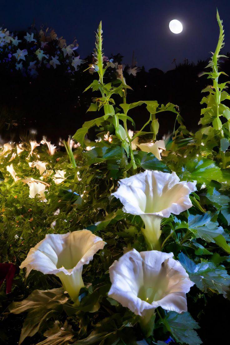 Twilight Whispers Elegant Flora Mix